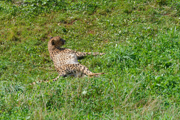 cheetah on green grass, predator in natural environment