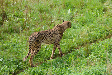 cheetah on green grass, predator in natural environment