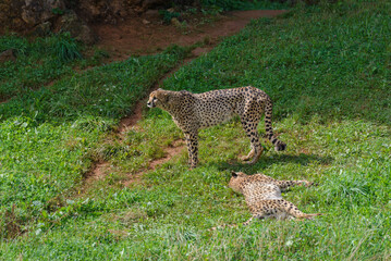 cheetah on green grass, predator in natural environment