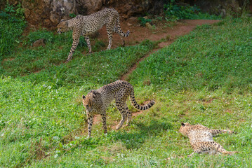 cheetah on green grass, predator in natural environment