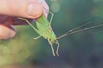 fingers of a hand holding one green locust grasshopper on a summer street