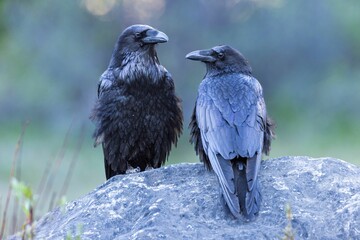 Two ravens perched on a rock with a blurred green background, showcasing their glossy feathers
