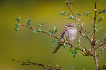 A young red-backed shrike sits on the thin branch with small bush leaves on a sunny summer evening.