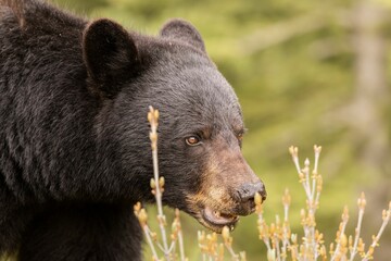 Close-up of a black bear in the wild with a blurred green forest background