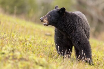 Close-up shot of a black bear walking through a grassy field with a blurred green background