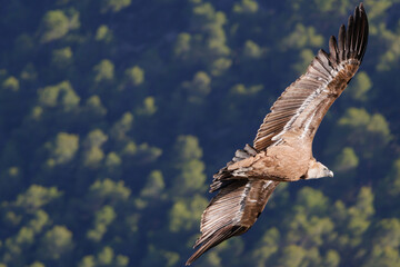 Detalle de buitre leonado volando con fondo del bosque en el parque natural Sierra de Mariola,...