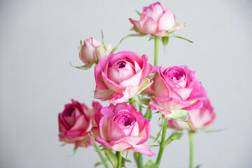 ジュリートレンドセッター