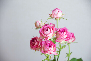 ジョリートレンドセッター