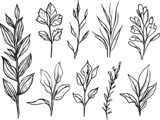 Set plants. Hand drawn vector illustration