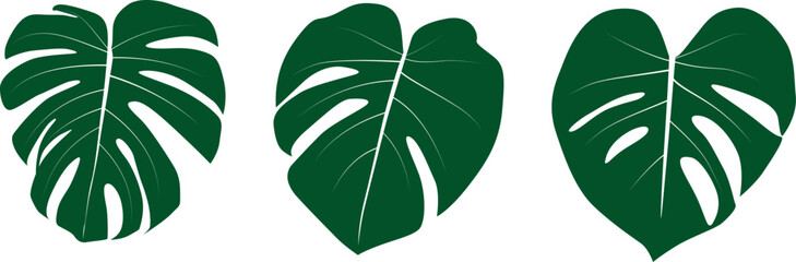 Monstera leaf isolated on white background. Vector Illustration © Іра Почапська