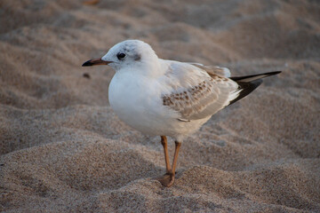 Black-headed gull standing at the beach. Sunset seagull 