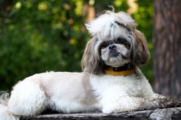 Shih Tzu dog lying on a log against a green forest background during a walk. pet in nature. side...