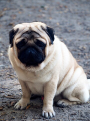 Obraz premium pug dog sitting on the ground. pet on a walk. front view