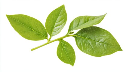 Fototapeta premium Andrographis paniculata Green chiretta leaf isolated on white background.