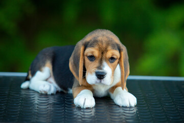 beagle puppy on green background