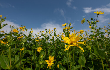 A field of tall yellow flowers (Silphium) growing in summer. The flowers glow against a blue sky.