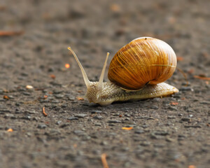 Weinbegschnecke