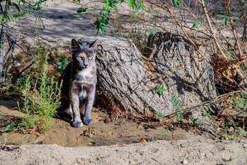 Владелец пенька