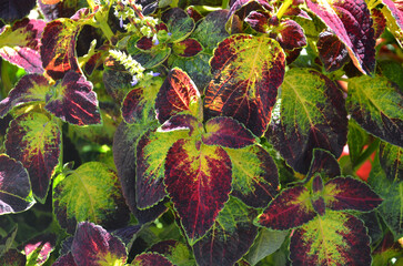  Closeup coleus plant with beautiful variegated green - ruby leaves. Gardening, planting easy to...