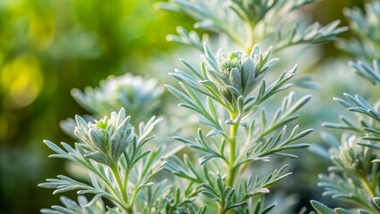 Softly glowing Artemisia abrotanum stands tall, its delicate fronds swaying gently in the breeze as the blurry background fades into soft focus.