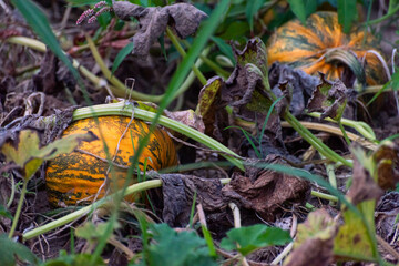 pumpkin growing in a field, summer, autumn, halloween 