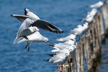 Seagulls perched on wooden posts by the water.