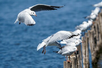 Seagulls Flying and Perching by the Water