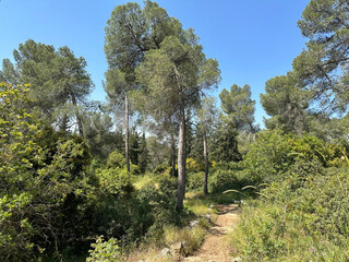 Fototapeta premium The man-made forest of Mata, planted with Aleppo pine or Jerusalem pine (lat.- Pinus halepensis)