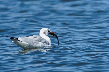 Seagull with Fish in Beak