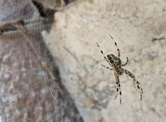 Gartenkreuzspinne im Netz - Platz für Ihre Ideen - spider in the web Copyspace