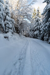 Hiking trail in snow covered spruce forest in Moravskoslezske Beskydy mountains in Czech republic