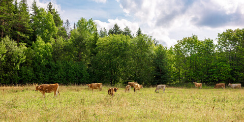 Brown cows graze on green meadow near forest on summer day, close-up. High quality photo