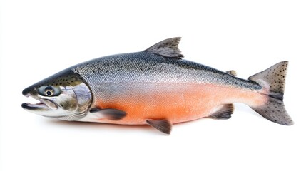 Salmon fish isolated On white background