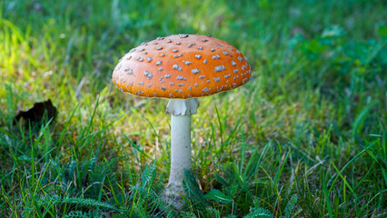 A captivating shot of wild mushrooms thriving in their natural habitat on the forest floor. Surrounded by rich green moss and soft forest light, the image evokes the peaceful essence of the woodland.