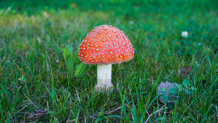A captivating shot of wild mushrooms thriving in their natural habitat on the forest floor. Surrounded by rich green moss and soft forest light, the image evokes the peaceful essence of the woodland.