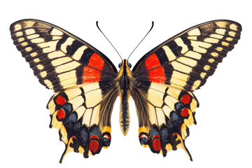 Fototapeta premium Detailed close-up of a colorful butterfly with vibrant patterns and wing textures, isolated on a transparent background.