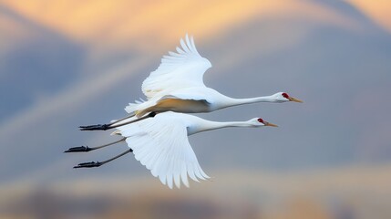 Two White Cranes in Flight Against a Sunset Sky