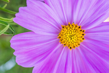 Fototapeta premium 秋桜