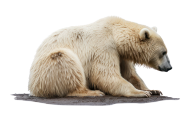 PNG Bear wildlife animal mammal.