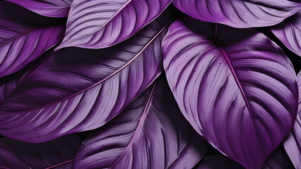Dark purple monstera leaves background.