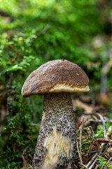 mushroom in the forest