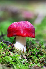 mushroom in the forest