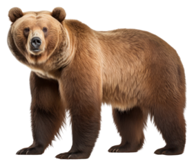 PNG Brown bear wildlife mammal animal.