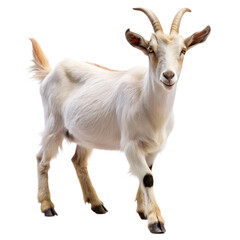 Fototapeta premium Goat on white background