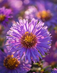 Obraz premium Tatarian Aster Flowers in Bloom