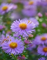 Fototapeta premium Tatarian Aster Flowers in Bloom