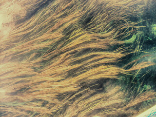 Marmaris Akyaka Boat Tour Landscapes in the Reeds