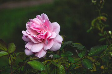blooming rose in the summer garden
