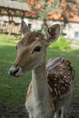 A deer is walking in the park
