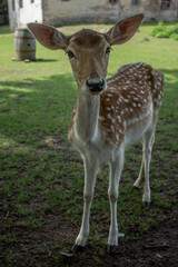 A deer is walking in the park
